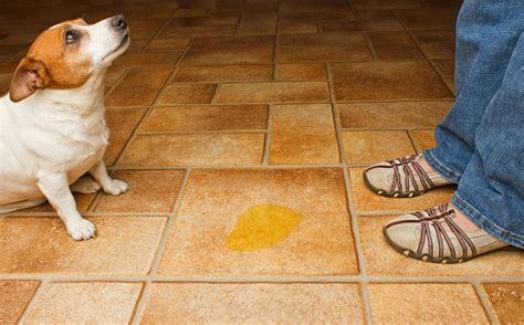 Pet peed - Use a 1-1 water and white vinegar solution. Removing odors that are set in hardwood is difficult, but luckily, wood is more tolerant of stronger cleaning agents. Mix a solution that is 50% white vinegar and 50% water. Rub the solution into the urine stain vigorously with a soft sponge. Let it cure for 5-10 minutes.